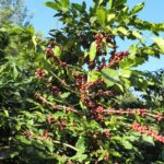 Guatemala coffee