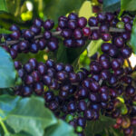 CLASSICO ESPRESSO, kaffe, kaffebønner, økologisk kaffe, bedste kaffebønner, hele kaffebønner